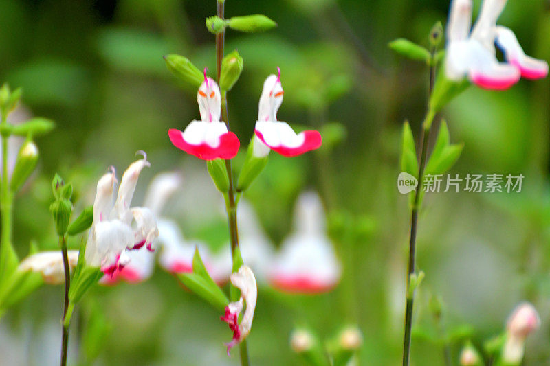 小叶鼠尾草/鼠尾草双色花，白色和红色